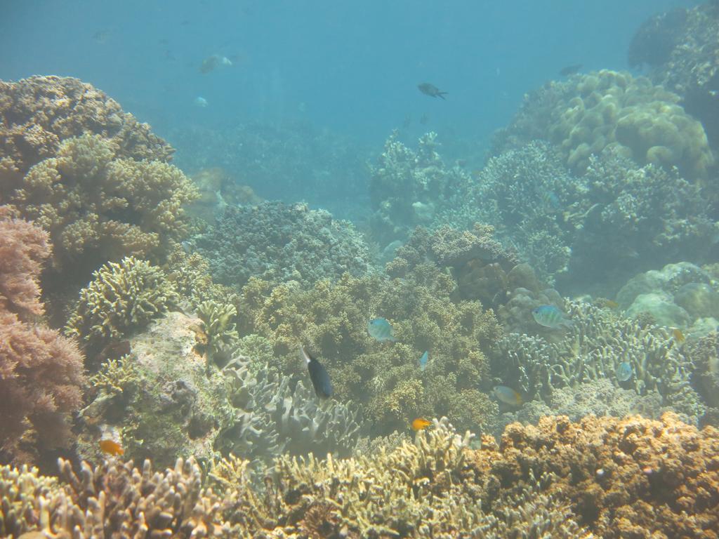 Pande Guest House Pemuteran Buitenkant foto